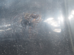 Dipoenura cyclosoides