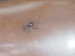 Dipoenura cyclosoides