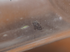 Dipoenura cyclosoides