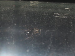 Dipoenura cyclosoides