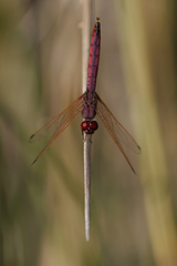 Trithemis annulata