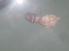 Dipoenura cyclosoides