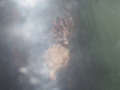 Dipoenura cyclosoides