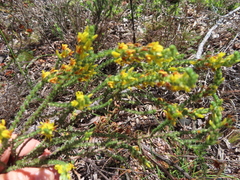 Aspalathus ericifolia