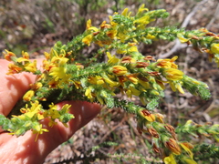 Aspalathus ericifolia