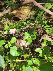 Lantana camara image