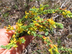 Aspalathus ericifolia