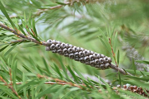 Melaleuca citrina