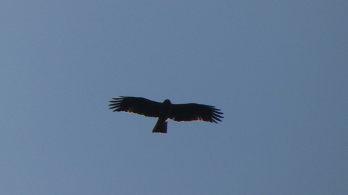 Aigle botté, jeune