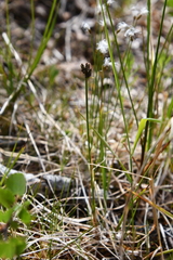 Carex holostoma