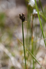 Carex holostoma