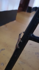 Hemidactylus mabouia