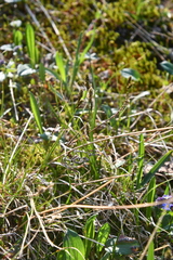 Carex lachenalii