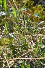 Carex lachenalii