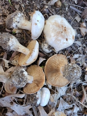 Cortinarius scaurotraganoides