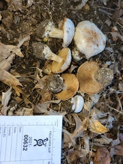 Cortinarius scaurotraganoides