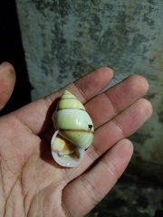 Amphidromus palaceus