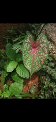 Caladium bicolor