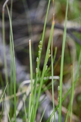 Carex lapponica