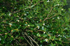 Camellia brevistyla