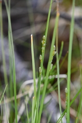 Carex lapponica