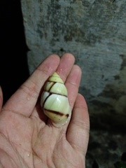 Amphidromus palaceus