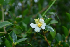 Camellia brevistyla