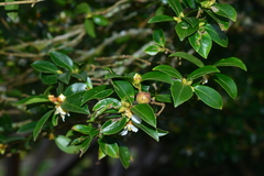 Camellia brevistyla