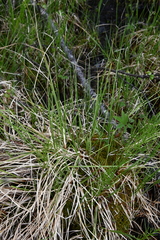 Carex lapponica