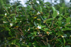 Camellia brevistyla