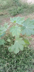Magnoliopsida
