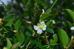 Camellia brevistyla