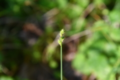 Carex lapponica