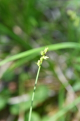 Carex lapponica
