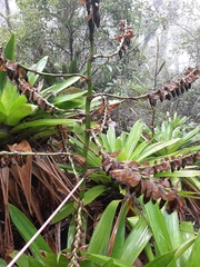 Werauhia werckleana