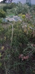 Magnoliopsida