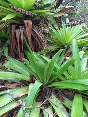 Werauhia werckleana