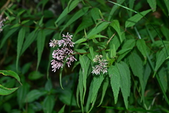 Eupatorium chinense tozanense