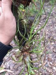 Tillandsia butzii