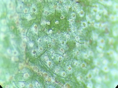 Melampsoridium betulinum