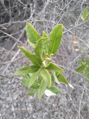 Spinoliva ilicifolia