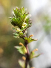 Euphrasia subarctica