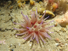 Epiactis australiensis image