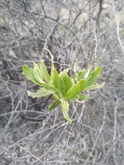 Spinoliva ilicifolia