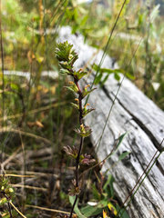 Euphrasia subarctica
