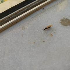 Camponotus