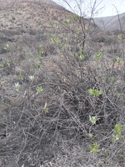 Spinoliva ilicifolia
