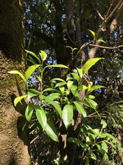 Pyrenaria microcarpa