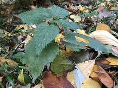 Urtica dioica