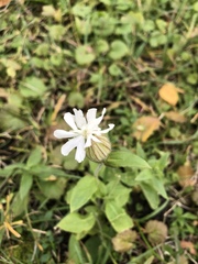 Silene latifolia alba
